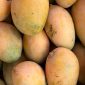 mango ripe 1200x800 1 85x85